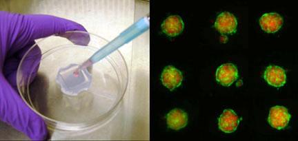 Well-rounded growth - A new 3-D Petri dish allows cells to assemble themselves into bits of microtissue with natural cell-to-cell connections.