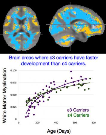 Different areas, different rates of development - The graph plots the trajectory of brain development for children carrying the ε3 and ε4 variants of the APOE gene in areas of the brain where they diverge (blue).