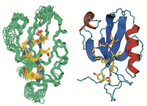 Two schematics: CN2097 - The binding of the synthetic compound CN2097 (yellow in these renderings) to the synaptic protein PSD-95 restores healthy neural function in mice with the Angelman syndrome gene mutation.
