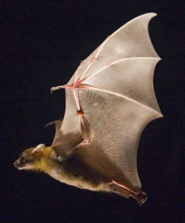 Efficiencies of flapping flight - By folding their wings in toward their bodies on the upstroke, bats use 35 percent less energy and reduce aerodynamic drag, compensating for heavier, more muscular wings.