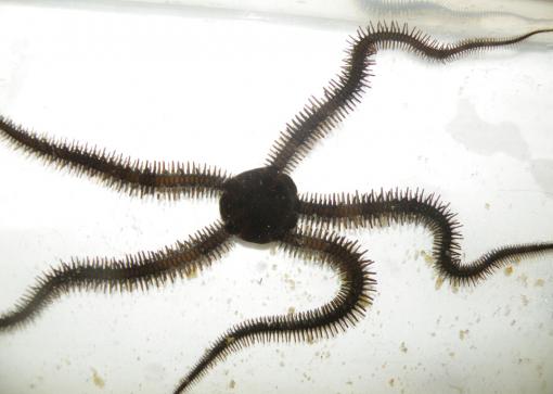 Why bother with turns or pivots? - The brittle star doesn’t turn as most animals do. It simply designates another of its five limbs as its new front and continues moving forward.
