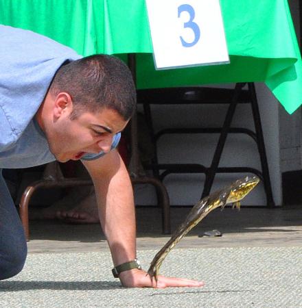Fight or flight - Motivation — fear, in this case — appears to contribute to longer jumps. “The frog senses whether you are a scientist hoping it’s going to jump well,” said the scientist, “or a deadly reptilian-like predator who is going to
eat it.”