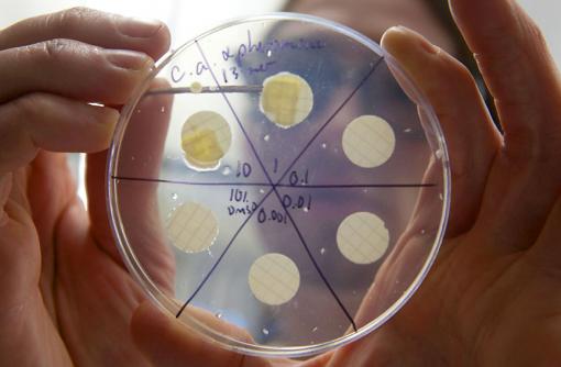 A really nasty yeast - Candida albicans may be such a successful pathogen because of its pragmatic and robust mating strategy.