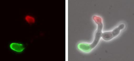 When microbes meet - Two Candida tropicalis cells, one stained red and the other green, come closer, put out mating projections, and soon produce a daughter cell. Candida is not, as was once thought, exclusively asexual.