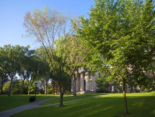 No cultivar is immune - The 10- to 15-year-old diseased American elm near the Van Wickle Gates is one of two trees that will be removed. The only way to be certain about a newly planted tree’s resistance is to grow it to maturity, about 100 years for an elm.