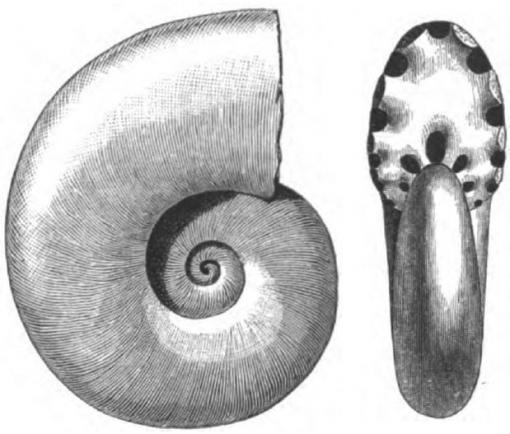 Ammonoid markers - A 50-million-year fossil record of ammonoids includes two kind of the nautilus-like creatures, swimmers and floaters. At two points of mass extinction, the swimming ammonoids disappear completely from the fossil record.