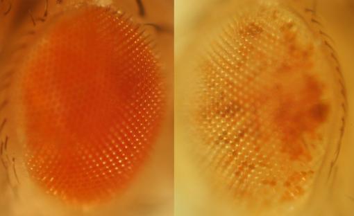The eyes have it - Fly eye color varies based on the level of RNA editing. Red eyes, left, suggest a lot of editing, while white eyes suggest little.