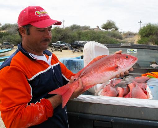 Preferentially plate-sized - With restaurateurs willing to pay a premium for “plate-sized” fish, fishermen have an incentive to leave larger fish — the more prolific breeders — in the water, resulting in a more profitable, more sustainable fishery.