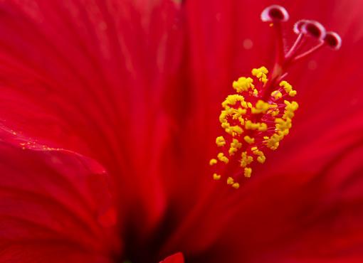 It's all about the prevention of ‘polytubey’ - Flowers make certain that gamete fusion has successfully occurred before other pollen are repelled. That allows the process of fertilization to continue if the first pollen grain turns out to have been a dud.