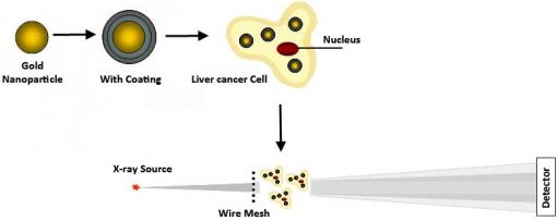 Cancer spotters - A new diagnostic technique can spot tumor-like masses as small as 5 millimeters in the liver. Gold nanoparticles with a polyelectrolyte coating can make smaller tumors more visible through X-ray scatter imaging, enabling earlier diagnosis.