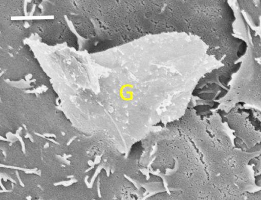 Rough edges at the nanoscale - The bottom corner of a piece of graphene penetrates a cell membrane. Mechanical properties — rough edges, sharp corners — can make graphene dangerous to human cells. Scale bar represents two microns.