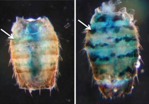 TRUE blue - Some genes need to be silenced for health and long life. Researchers used “reporter” genes to see whether changes associated with aging would reduce fruit flies’ ability to silence those genes. Tissues with reporter genes glowed blue. The fly on the left is 10 days old; on the right, 50.