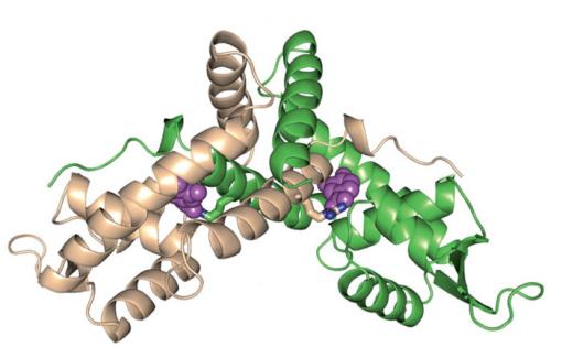 The protein PcaV in the presence of protocatechuate - Digesting lignin, a very stable, plentiful polymer in biomass, is a limiting step in the production of biofuels. Brown researchers have identified a microscopic chemical switch that lets bacteria get to work, breaking lignin down into its component parts.