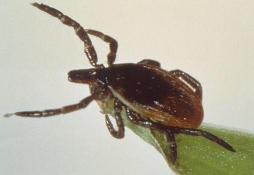 Deer ticks, Lyme disease, and medical guidance - Accepted medical practice discourages antibiotic retreatment in cases where Lyme disease symptoms persist. A new review of studies behind current medical advice says those studies prove nothing.