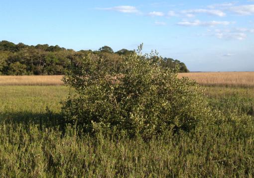 Heading north - Florida’s mangroves are expanding northward, but not because the weather is warmer on average. The important factor is fewer cold snaps — days when the temperature falls to 25 F or less, which is the mangrove’s survival limit.