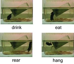 Behavioral analysis - New open-source software analyzes hours of video, identifying specific behaviors of laboratory mice.