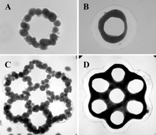 Microtissues and molds - Researchers are now able to develop complex microtissues (B,D) that take on the shape of molds they have designed into a 3-D Petri dish (A,C). That technique could reduce the need for certain kinds of animal-based research.