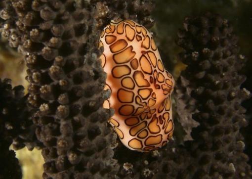 Clarity on the mollusk family tree - The flamingo tongue snail, Cyphoma gibbosum, is a common and easily recognized gastropod mollusk found in shallow waters of the tropical western Atlantic. It has a bright orange, white, and black pattern on the mantle folds that cover the shell in life.