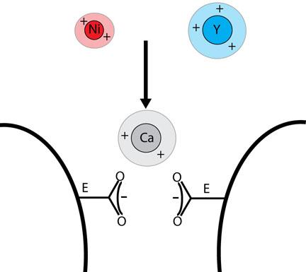 Neural Nanoblocker - Metal catalysts — nickel and particularly yttrium — used to create carbon nanotubes can block a key signalling pathway in neurons. Experiments show the metal particles tend to plug cellular pores normally reserved for calcium ions.