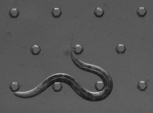 Collateral discovery - While conducting aversion studies with the C. elegans nematode, researchers noticed something strange. Although nematodes are usually in almost constant motion, the ones with an overexpressed osm-11 gene started taking naps. (See video version below.)