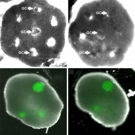 An artificial ovary - An engineered honeycomb of cultured theca cells (top row) envelopes spheres of granulosa cells (GC). The bottom row shows the tissue after 48 hours (left) and after five days.