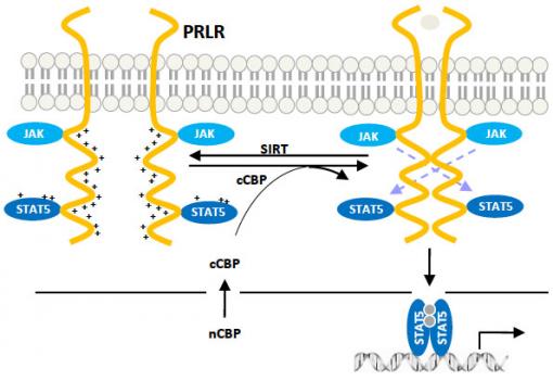 Working in pairs - Under certain conditions, prolactin receptors (yellow in this schematic) can be joined to form dimers — working pairs — that researchers say could contribute to the incidence of cancer.