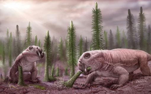 Survivors - Lystrosaurus, a relative to mammals, was one of a handful of “disaster taxa” to escape from the rubble of the Permian Period, along with the meter-high spore-tree Pleuromeia. Low diversity of animals delayed the full recovery of land ecosystems by millions of years.