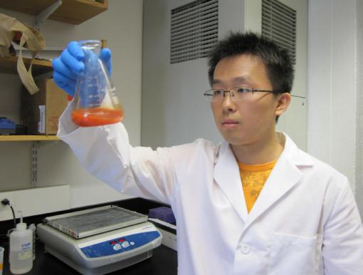 Selenium solution - Qi Wang swirls a solution of selenium nanoparticles in the lab.
Coatings of the nanoparticles appear effective in fighting staph
bacteria in medical device materials, according to a new study.
