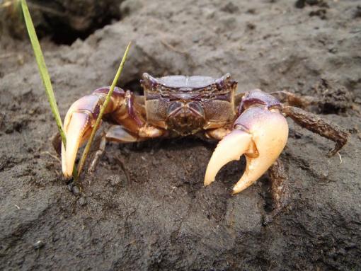 Grazing without fear of predators - As recreational fishing eliminated its predators, the Sesarma was able to eat its way unchecked through acres of Spartina grass in Cape Cod salt marshes, eating away the marshes from the inside.
