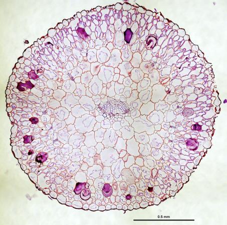 Ring of veins - Veins, internal to the dark purple-stained mucilage deposits of this cross-section of a succulent Phemeranthus teretifolius leaf, are arranged in a ring shape that reduces the distance between veins and photosynthetic cells.