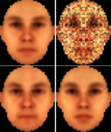 Male or female? - Test subjects tended to confirm subtle color differences associated with gender. Even when viewing pixelated or distorted images, subjects identified redder images as male and greener images as female. Top left: gender-ambiguous face; top-right: random noise over the ambiguous face; bottom-left: reconstructed male face; bottom-right: reconstructed female face.