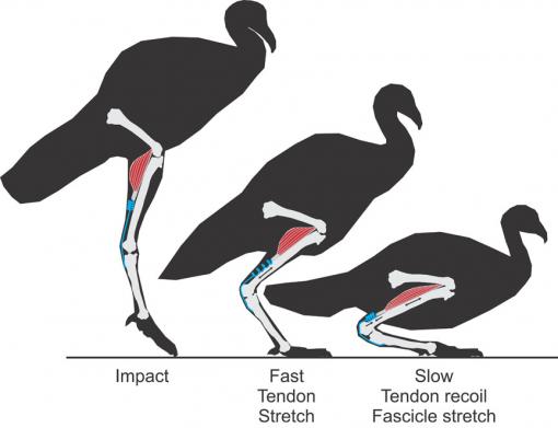 A safer landing for muscles - When a turkey lands after a jump, tendons absorb the initial energy by stretching like coiled springs. Muscles, which prepare in advance for impact, also absorb energy by stretching, but only after the tendons have blunted the shock.