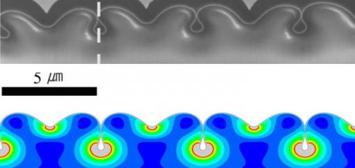 A subsurface system of nanopipes - Researchers at Brown University and in Korea used focused ion beams to extract a cross-section of compressed gold nanofilm. When tips of regular, neighboring folds touched, nanopipes were created beneath the surface.