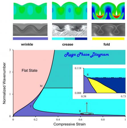 Three ruga states and how they form - A phase diagram shows the amount of compressive strain needed to create wrinkles, creases and folds in rubbery materials. The purple area denotes the wrinkle state and the aqua areas are two crease states. The spot marked “R” denotes folding.