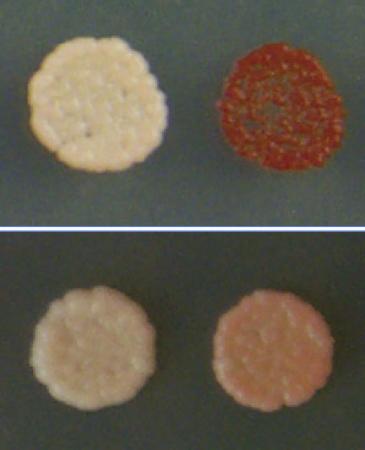 Mutant prions help cells - The red color of the the yeast cell colony, upper right, indicates that it has been cured of a prion infection with the help of a beneficial mutant prion. The colony to its left did not receive a dose of mutants. The unhealthy colonies on the bottom row remained infected because researchers hindered the cells' own quality assurance mechanism.