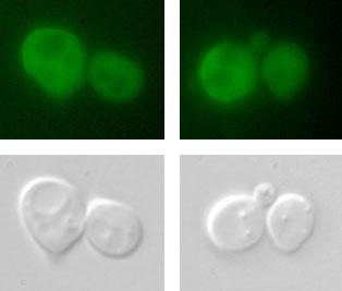 A mechanism for change - Common yeast cells like these are able to change from the “a” to the “alpha” type by removing a protein that prevents certain genes from being expressed. Understanding that mechanism could lead to new interventions in pathologies where the cell transformation process goes wrong.