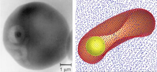 Less elastic, more viscous - The malaria parasite inside a red blood cell, left, and in a computer-generated model. Malarial infection inhibits the smooth flow of blood through capillaries.