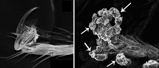 Nanotoxicity - Microscopy shows a clean foot and leg of a fruit fly (left), and a foot and leg covered with carbon nanostructures (arrows). Adhering nanostructures may have impeded movement, respiration and vision in adult flies but did not appear toxic to fly larvae that ingested it.