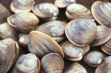 Survivor: Dead Zones - Some species like the hardy quahog survive nicely in what were thought to be oxygen-depleted “dead zones” in Narragansett Bay. It’s their predators that move on.