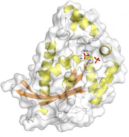 TIGAR! TIGAR! - Researchers at Brown have worked out the three-dimensional structure of an enzyme known as TIGAR. Because it is a marker for cell damage and repair, TIGAR could signal physicians that cancer may be developing.