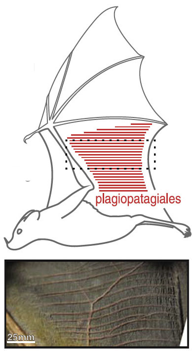 Wing surface changes during flight: Area of detail shows plagiopatagiales, tiny muscles that work together to stiffen or reshape an area of the bat’s wing during the wingbeat cycle.
