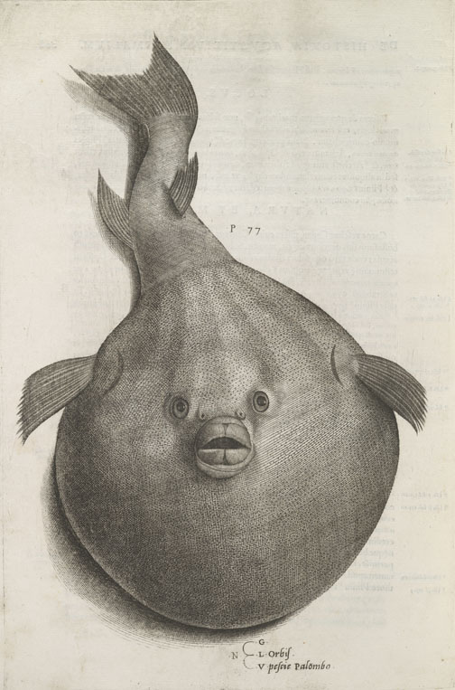 Amy Podmore, Measured Rest: From Ippolito Salviani’s 1557 Aquatilium animalium historiae, liber primus. (Lownes Collection)