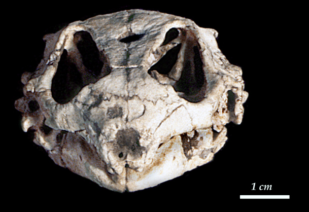 Reptile precursor: The skull of the procolophonid Hypsognathus was found in Fundy basin, Nova Scotia, which was hotter and drier when it was part of Pangaea. Mammals, needing more water, chose to live elsewhere.