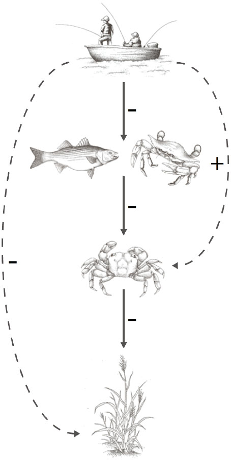 Food chain interrupted: By harvesting striped bass, blue crabs and other predators, recreational fishermen unwittingly allow the Sesarma crab population to soar, resulting in greater predation of marsh grasses.