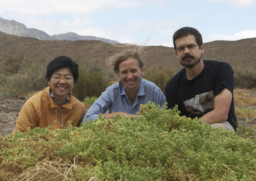 Field work: Erika Edwards (center), Matt Ogburn and postdoc Monica Arakaki found the rare succulent species Halophytum ameghinoi, which has 3-D venation, on a collecting trip to Argentina in 2010. Photo&nbsp;courtesy&nbsp;of&nbsp;Erika&nbsp;Edwards