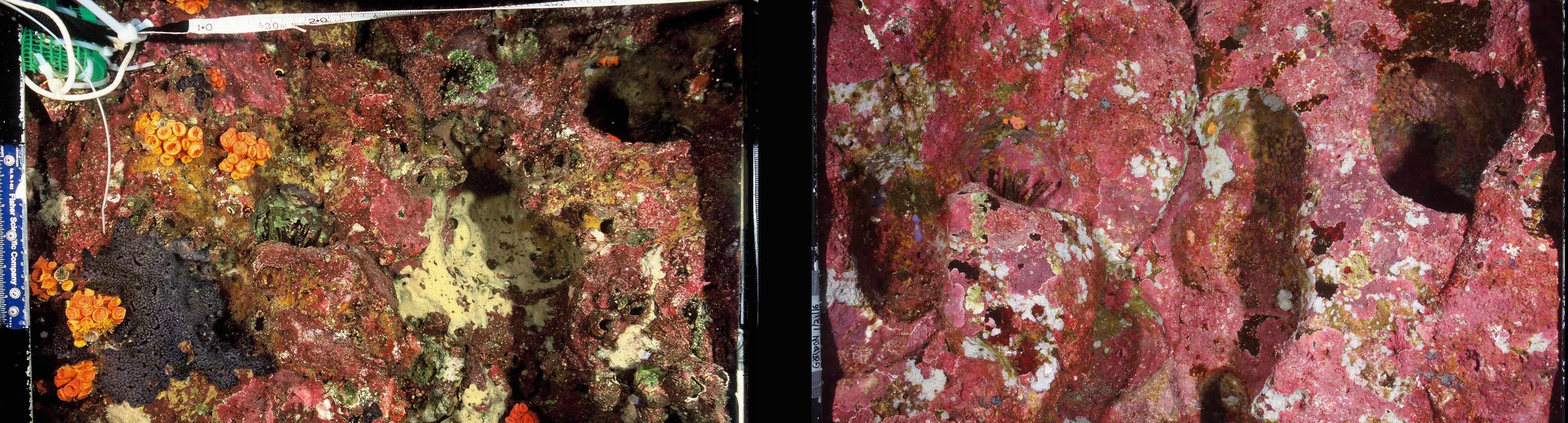 quadrats side by side showing degradation in 2016