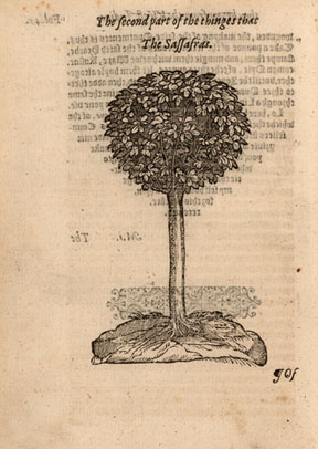 New World flora: The sassafras tree was among the New World items in John Frampton&rsquo;s English translation of Nicolás Monardes&rsquo; Historia medicinal (Seville, 1574). The translation, titled Ioyfull Newes Out of the Newe Founde Worlde, was published in London in 1577. This particular image occurs only in the English edition. Both Spanish and English editions are in the collection of the John Carter Brown Library. Credit: John Carter Brown Library