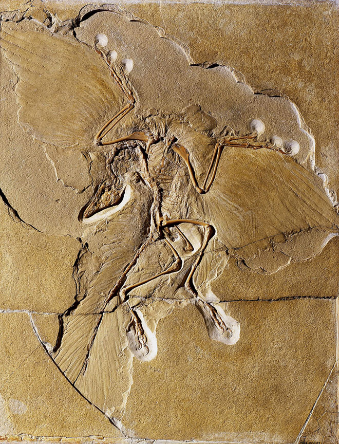 Berlin specimen of Archaeopteryx: Paleontologists have long thought that Archaeopteryx fossils, including this one discovered in Germany, placed the dinosaur at the base of the bird evolutionary tree. Credit:&nbsp;Museum&nbsp;für&nbsp;Naturkunde&nbsp;Berlin