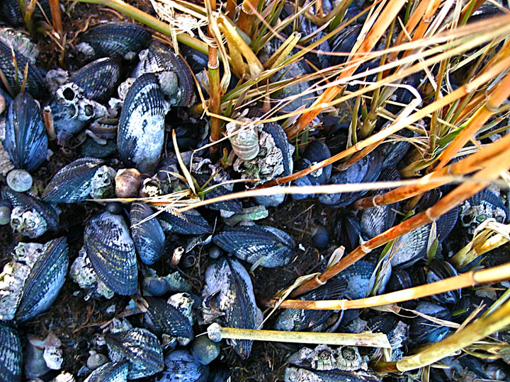 Nice neighborhood: Cordgrass and ribbed mussels along East Coast cobbled beaches provide shade and protection for the invasive Asian shore crab.&nbsp;&nbsp;&nbsp;&nbsp;&nbsp;Image: Andrew Altieri/Brown University