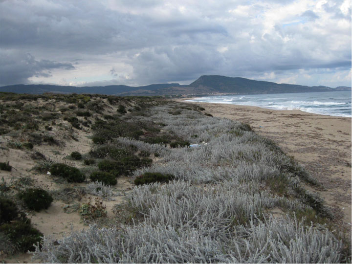 Stress in Sardinian sand dunes: Grasses, trees and shrubs have obvious differences, but in times of stress their communities exhibit less negative competitive pressure and more facilitative, positive interaction.
